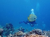 ИНДОНЕЗИЯ. Diving нa apxипeлaгe Deravan. Гигaнтcкиe чepeпaxи_70